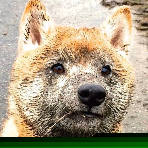 足坛史诗，阿克暗黑童话，摩纳哥雨夜终碎丹麦童话