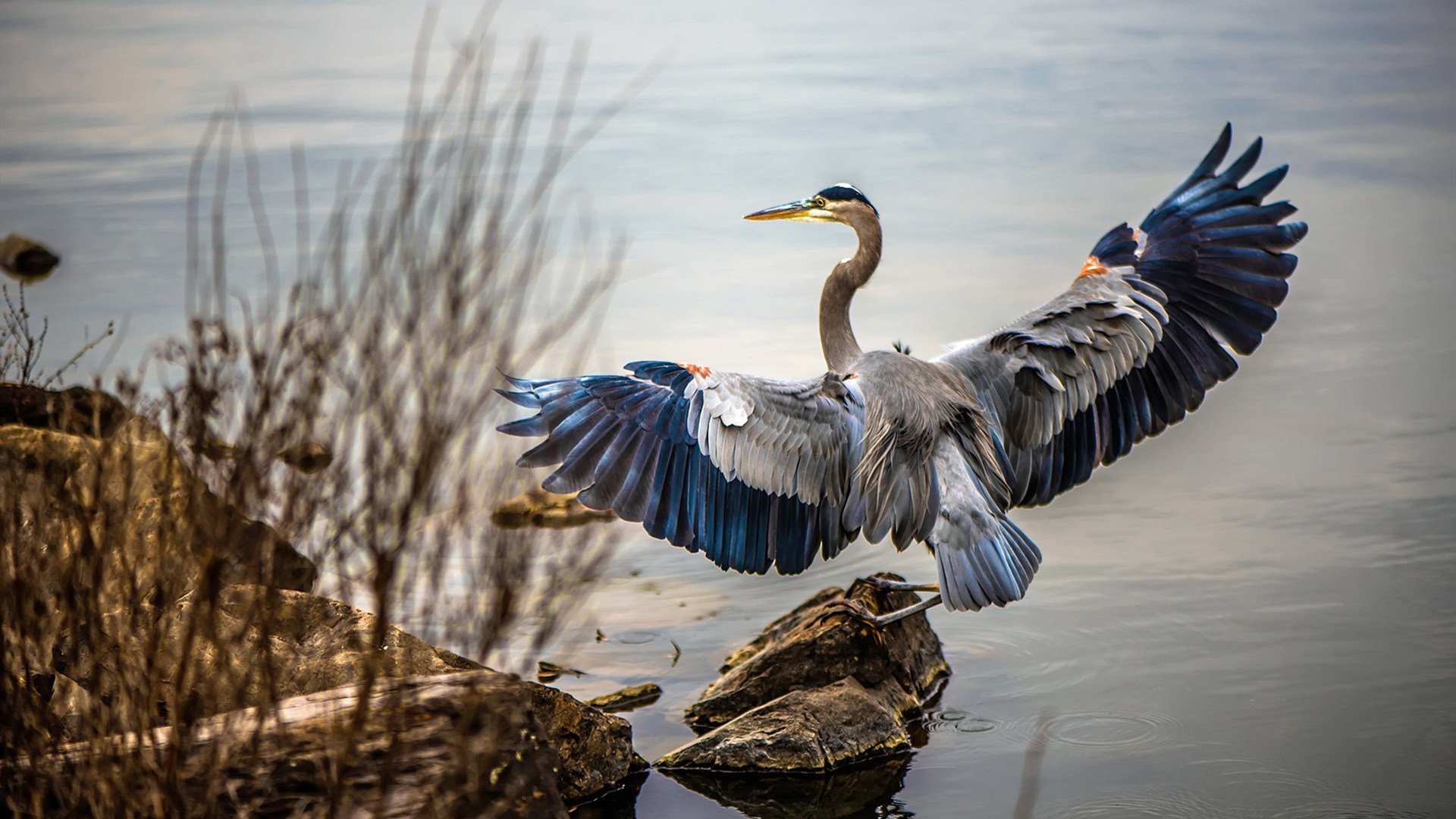 雷火电竞合作-戈贝尔禁区统治力全开，国王队连续得分潮击溃浙江队防线