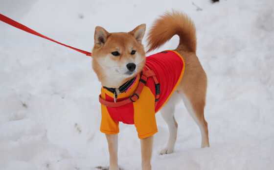 一剑封喉！斯通斯关键头球定乾坤 美国单节三连击撕裂哥斯达黎加防线