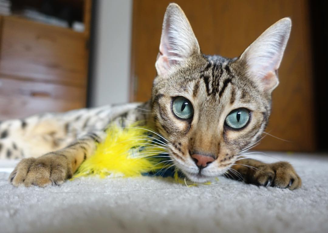 雷火电竞下载-双线奇迹，罗德里刷新纪录之夜，牙买加上演逆转风暴