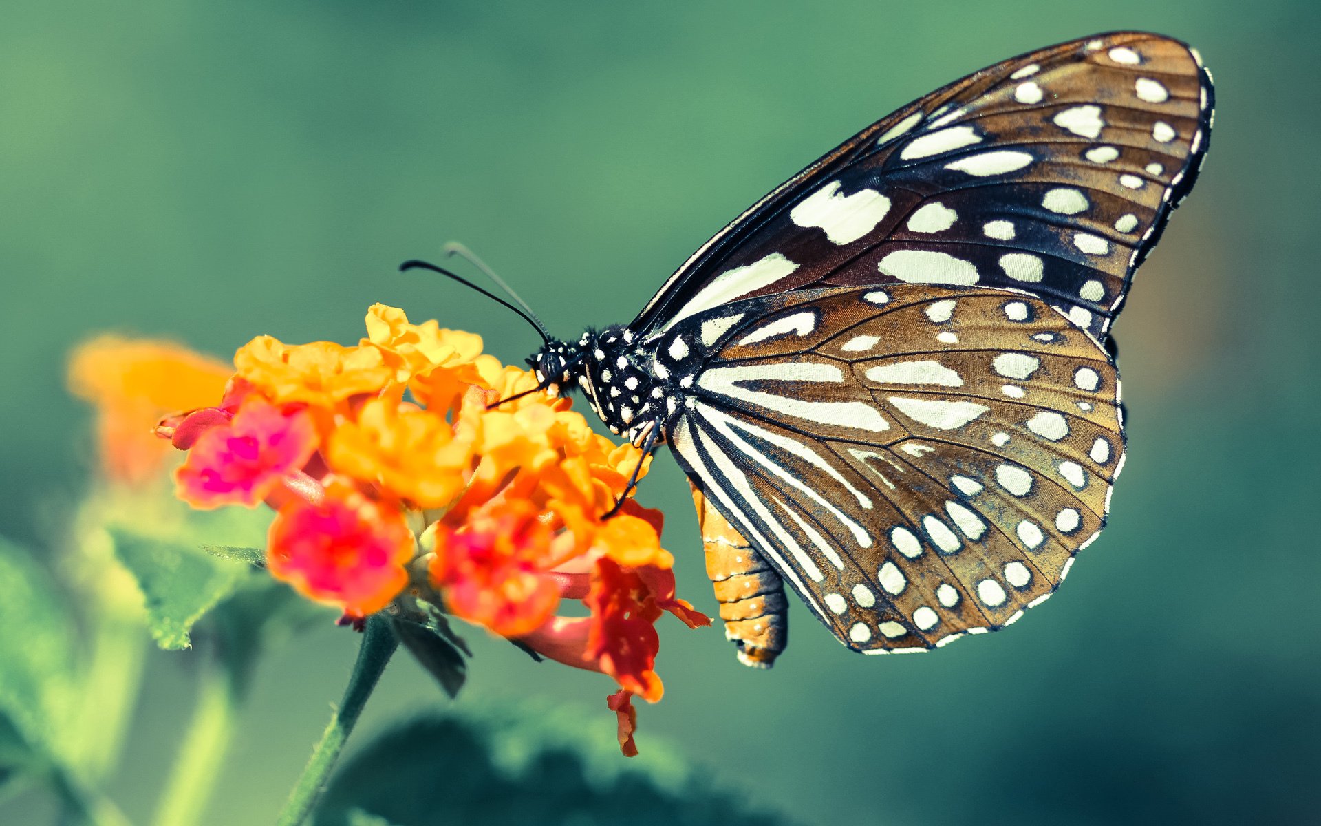 二十年无声处，一夜惊雷声，欧冠半决赛的平凡挑战与永恒王座