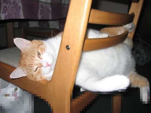 沉睡三节的撕裂者，东契奇末节爆发成辽宁带走广厦关键先生