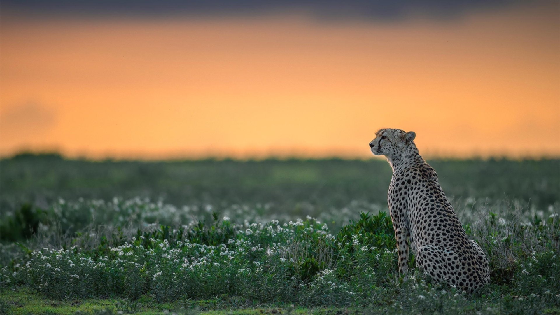 光明球场独舞,迪马利亚三次华丽出鞘,封印希腊豪门