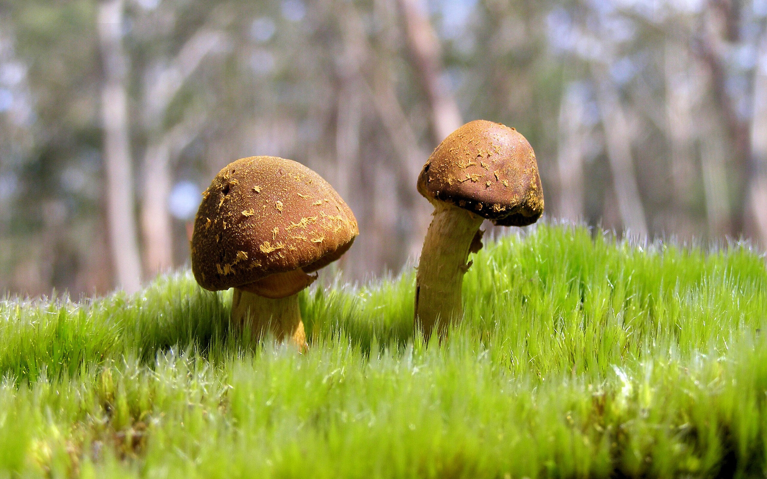 希腊铁骑踏平巴斯克雄狮,卡拉斯科一剑封喉成关键先生